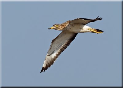 Stone Curlew