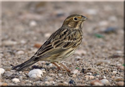 Corn Bunting