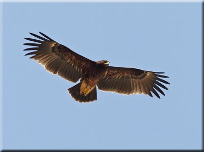 Greater Spotted Eagle