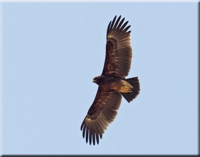 Greater Spotted Eagle