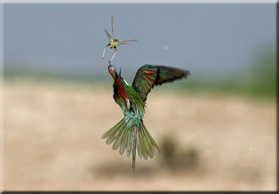 Blue-cheeked Bee-eater