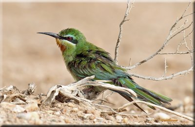 Blue-cheeked Bee-eater