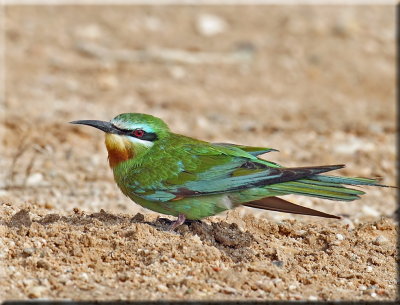 Blue-cheeked Bee-eater