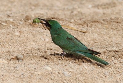 Blue-cheeked Bee-eater