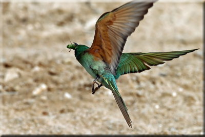 Blue-cheeked Bee-eater