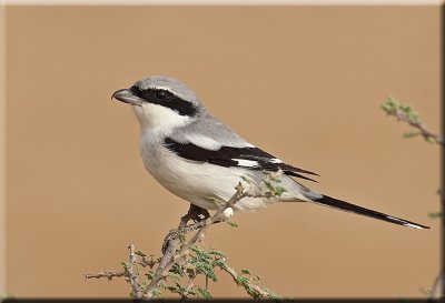 Grey Shrike