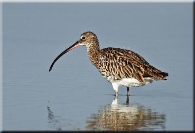 Curlew