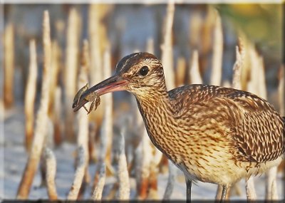 Whimbrel