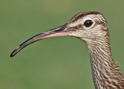 Whimbrel