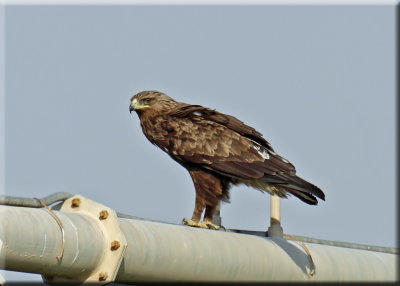 Greater Spotted Eagle (mature)