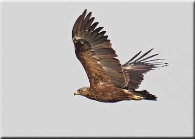 Greater Spotted Eagle