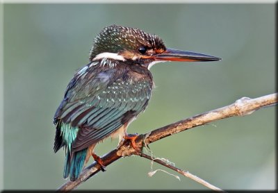 Common Kingfisher