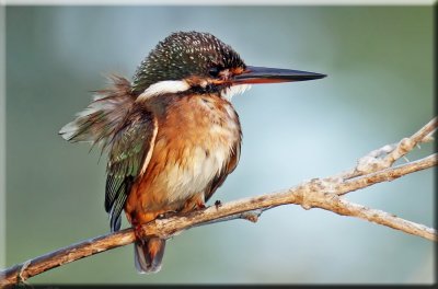 Common Kingfisher