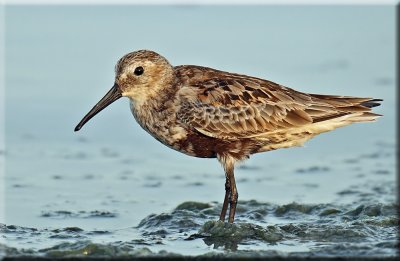 Dunlin