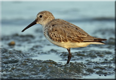 Dunlin