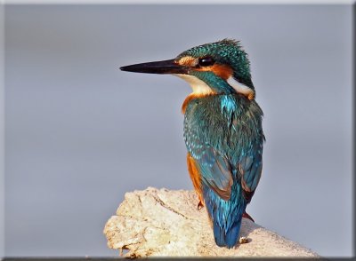 Common Kingfisher