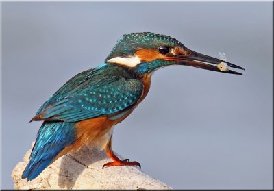 Common Kingfisher