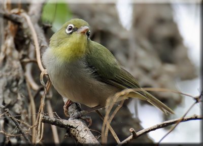 Abyssinian White-eye