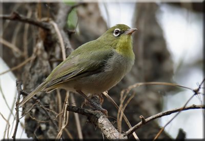 Abyssinian White-eye