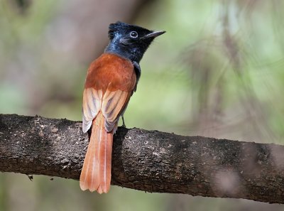African Paradise Flycatcher female