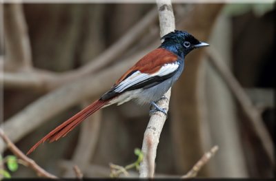 African Paradise Flycatcher male