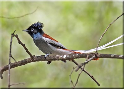 African Paradise Flycatcher male