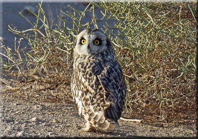 Short-eared Owl