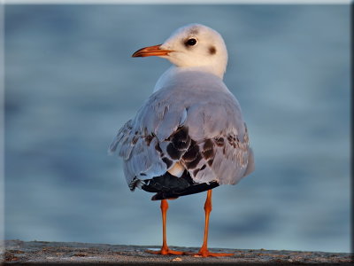 Black-headed Gull