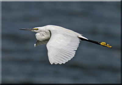 Little Egret