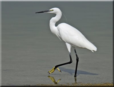 Little Egret