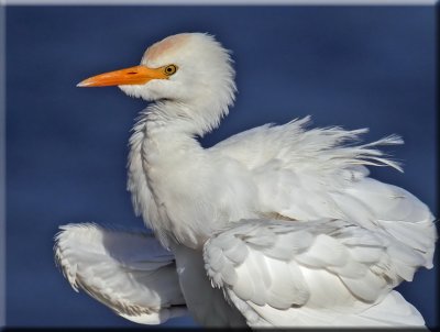Cattle Egret