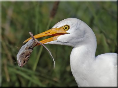 Cattle Egret with Mouse