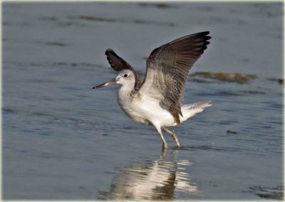 Greenshank