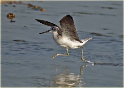 Greenshank