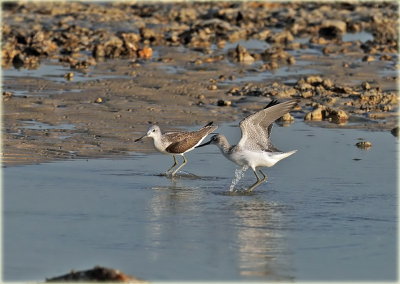 Greenshank