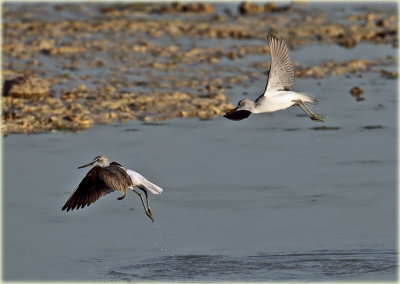 Greenshank