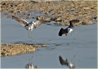 Greenshank