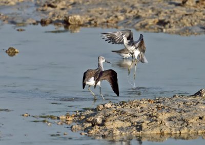 Greenshank