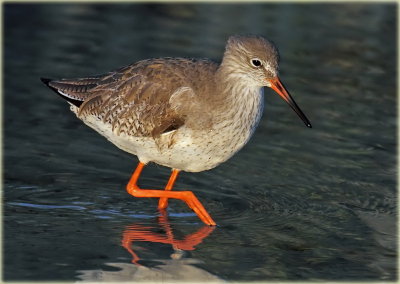 Redshank