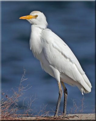 Cattle Egret