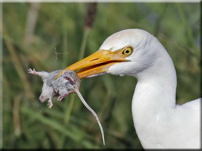 Cattle Egret with Mouse