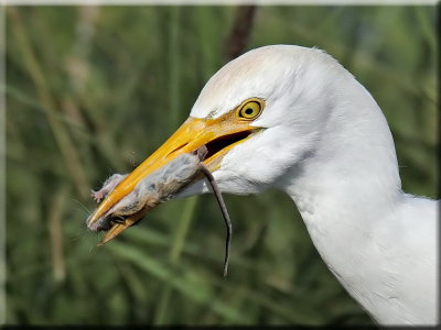 Cattle Egret with Mouse