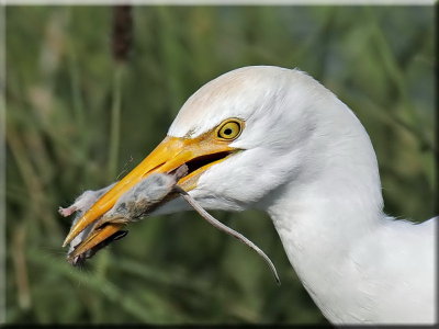 Cattle Egret with Mouse