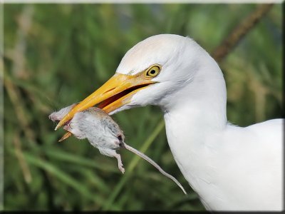 Cattle Egret with Mouse