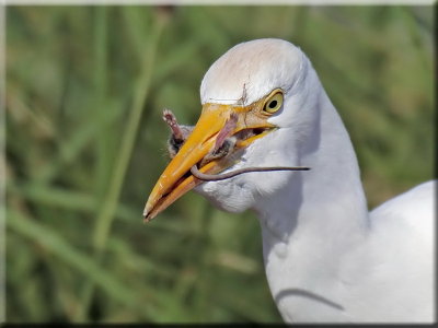 Cattle Egret with Mouse