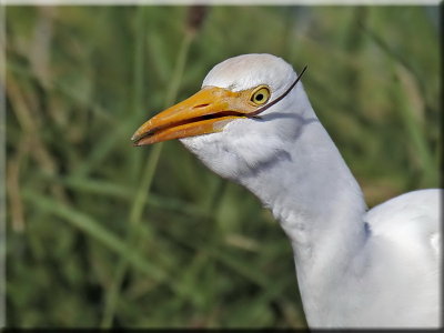 Cattle Egret with Mouse