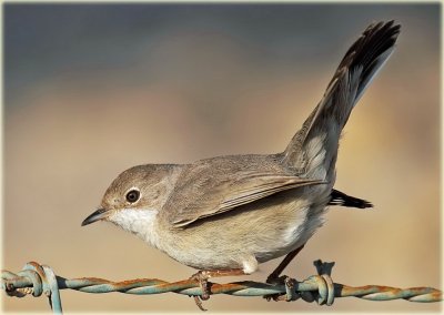 Menetriess  Warbler female