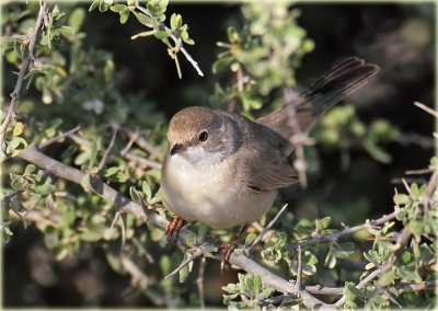Menetriess  Warbler female