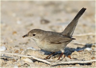 Menetriess  Warbler female