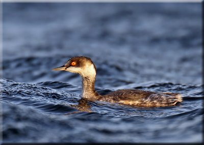 Black-necked Grebe